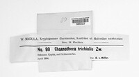 Chaenotheca trichialis image